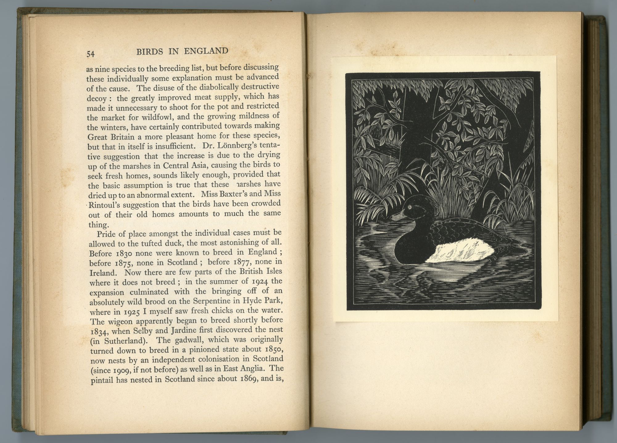 『BIRDS IN ENGLAND』（1926年、CHAPMAN AND HALL）のページから02